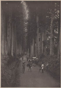 AVENUE OF CRYPTOMERIA PINES AT NIKKO